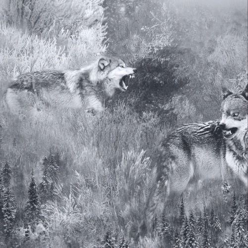 Neige Et Noirceur : Neige & Noirceur